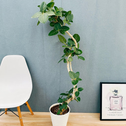 現品］10番 シマトネリコ 曲がり 8号 観葉植物 大型 屋外 ベランダ