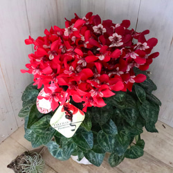 立派♡トキワマンサク♡七彩♡8寸鉢♡ アートフラワー nico flowers