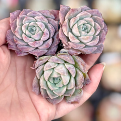 スリョン 多肉植物 多肉植物 プクニク 通販 12624520｜Creema(クリーマ)