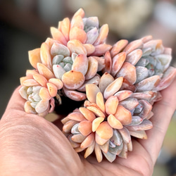 パシフィックナイト☆センペルビウム☆多肉植物 その他素材 プクニク