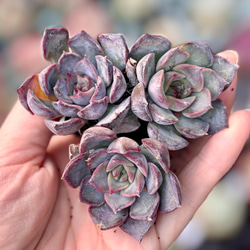 アイスハート エケベリア カット苗 韓国苗 多肉植物 多肉植物 プクニク