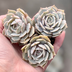 ブロードドロップ 韓国苗 エケベリア 多肉植物 多肉植物 プクニク 通販