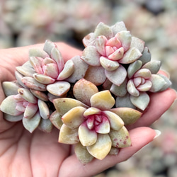 センペルビウム　パシフィックナイト 多肉図鑑】パシフィックナイト（センペルビウム属）