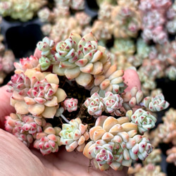 ファンタジー 斑入り根付き クラッスラ 韓国苗 多肉植物 多肉植物