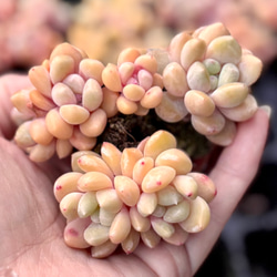 オウンスロー錦 エケベリア 韓国苗 多肉植物 多肉植物 プクニク 通販