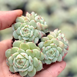 プリズム 多肉植物 多肉植物 プクニク 通販 12930608｜Creema(クリーマ)