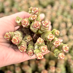 アイスハート エケベリア カット苗 韓国苗 多肉植物 多肉植物 プクニク