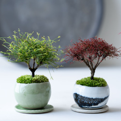 ヤマモミジ盆栽！ 山もみじ／ヤマモミジ盆栽（NA-006） | 和の暮らし盆栽店 | 公式