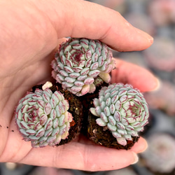 オリジナルアモエナ 韓国苗 多肉植物 多肉植物 プクニク 通販 15487091