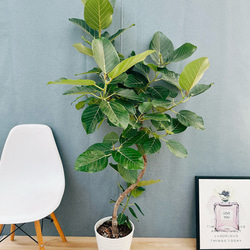 現品］79番 八丈島産 モンステラ デリシオーサ 幹上がり 7号 観葉植物