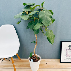 現品］【希少】ユッカ エレファンティペス 斑入り バリエガータ 7号