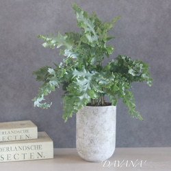 ドライガーデン好き❁⃘*.ﾟお世話いらずの枯れないユッカフェイク 新築