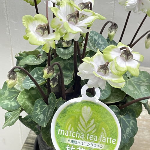 八重咲ミニシクラメン“抹茶ラテ” ｜淡グリーンが可愛い冬の花 その他