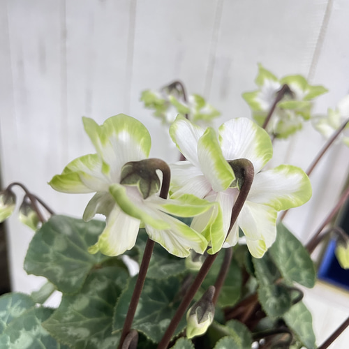 八重咲ミニシクラメン“抹茶ラテ” ｜淡グリーンが可愛い冬の花 その他