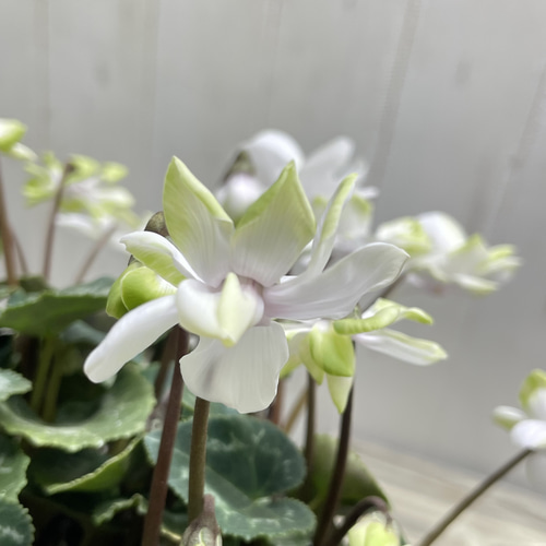 八重咲ミニシクラメン“抹茶ラテ” ｜淡グリーンが可愛い冬の花 その他