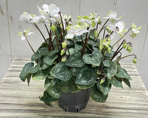 dc0c9e877beb8418bcf294097c2819