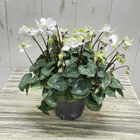 八重咲ミニシクラメン“抹茶ラテ” ｜淡グリーンが可愛い冬の花 その他