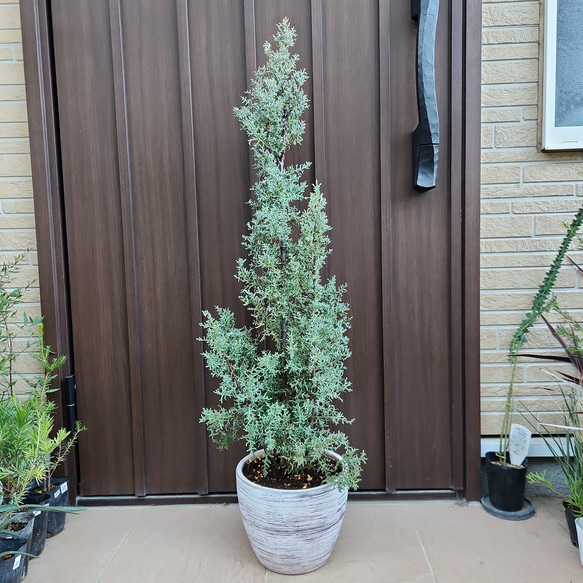 シャイニングブルー テラコッタ鉢植え コニファー 庭木 X'masツリー