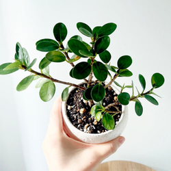 数量限定】斑入りモンステラ タイコンステレーション No.8 観葉植物