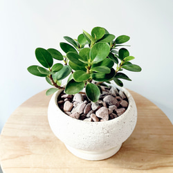 一点限定】ドラセナ ヴィクトリア Lサイズ 透き通るような美しさ 観葉