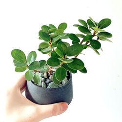 Premium Plants】エバーフレッシュ ネムノキ 観葉植物 大型 c その他