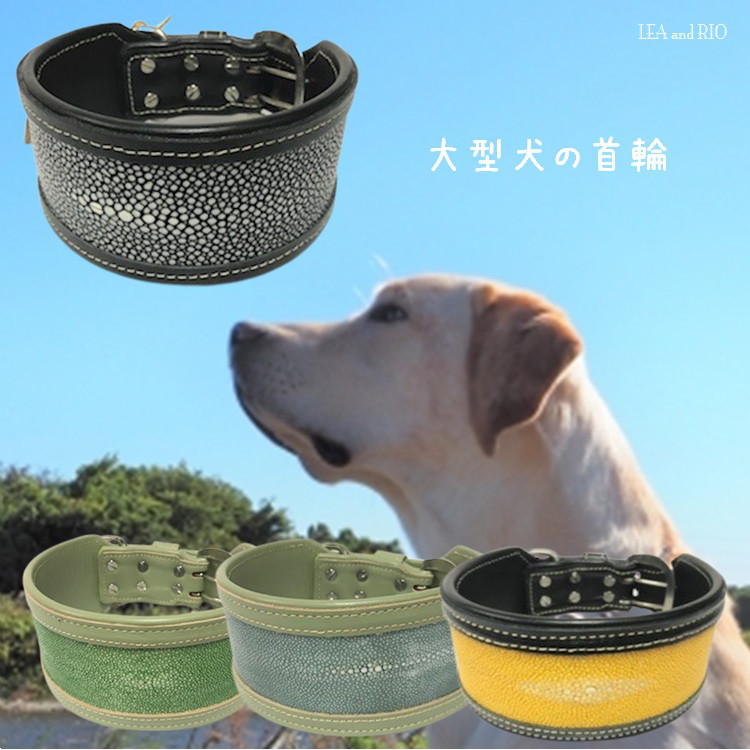 首輪 カラー ガルーシャ エイ革 スタッズ 大型犬 散歩 犬服 ドッグウェア R41 R42 R44 R45