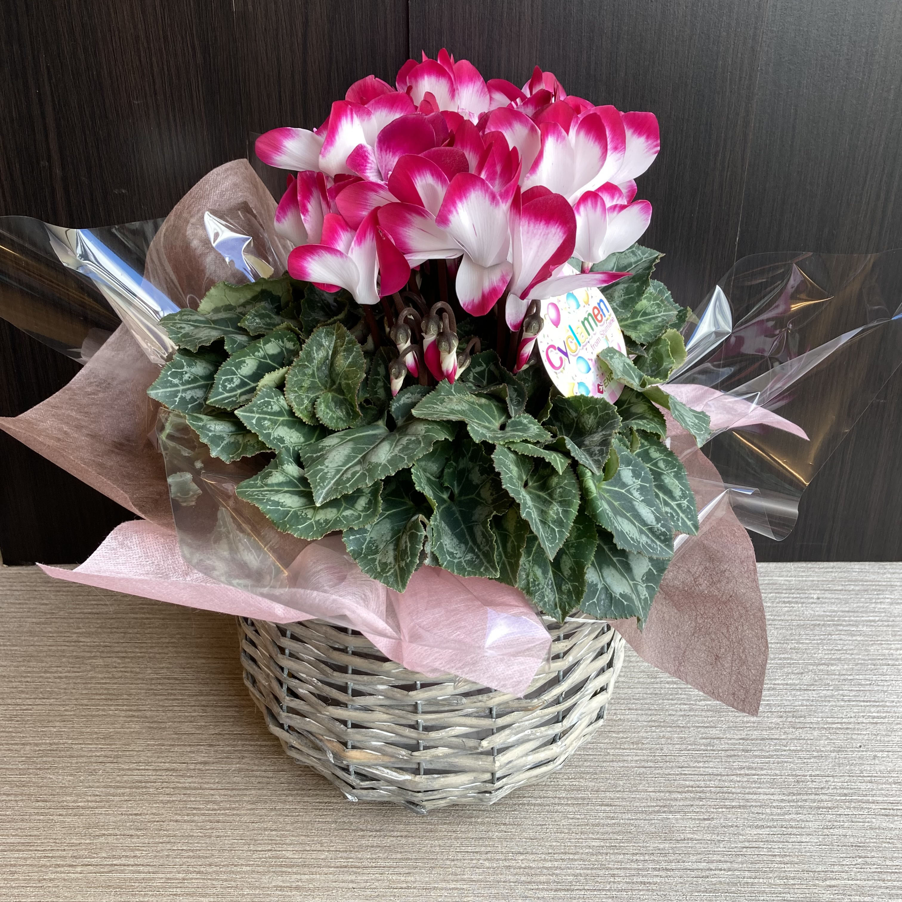 一点物【新春特価】シクラメン(インディアカ)のカゴセット　カゴ／お正月飾り／ガーデニング