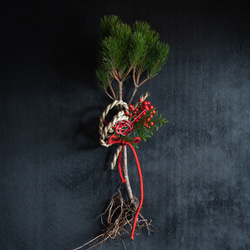 根引松 生花のお飾りー根引き松・朱【オンラインショップ限定商品】 しめ縄