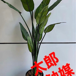 光触媒 人工観葉植物 ウォールグリーン フェイクグリーン ガジュマル