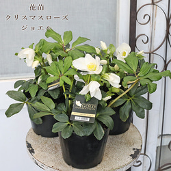 F可愛い♡パンジー♡モルゲンロート♡遊花♡３号♡ポットごと宅急便コンパクト E可愛い♡パンジー♡モルゲンロート♡遊花♡3号♡ポットごと宅急便