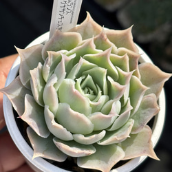 ☆エケベリア属 ウォーターリリー 多肉植物 自家栽培 国産 多肉植物 美