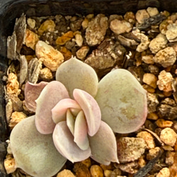 見返り美人＊多肉植物＊抜き苗 多肉植物 ＊N＊ 通販 18533127｜Creema