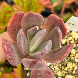 レーマニー(抜き苗)   多肉植物 多肉植物 レーマニー 抜き苗