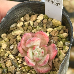 ニクサーナ錦＊多肉植物＊葉挿し 多肉植物 ＊N＊ 通販 18494875