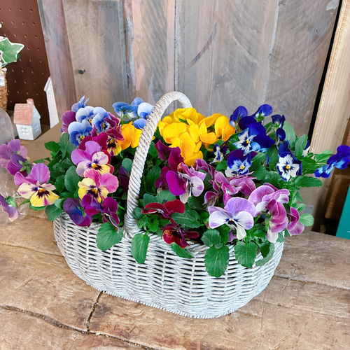 ラスト！6株入り♡【ビオラ寄せ植えガーデニング】これから長く咲き