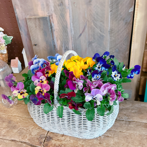 ラスト！6株入り♡【ビオラ寄せ植えガーデニング】これから長く咲き