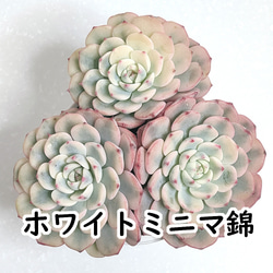 グリーノビア 7苗【アエオニウム 多肉植物】 多肉植物 エケベリア