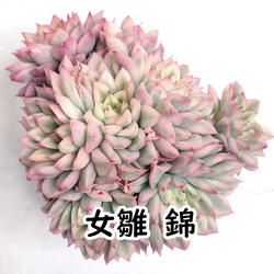 送料無料】札落ち【エケベリア 多肉植物】 多肉植物 エケベリアSKETCH