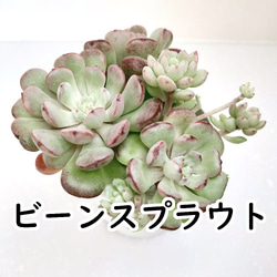 送料無料】札落ち【エケベリア 多肉植物】 多肉植物 エケベリアSKETCH