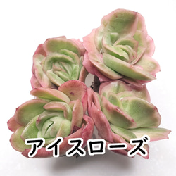 パープルクリスタル (抜き苗)【エケベリア】多肉植物 多肉植物