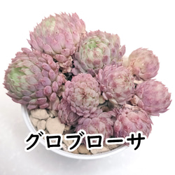 紫水晶 パープルクリスタル エケベリア 多肉植物 抜き苗 パープルクリスタル (抜き苗)【エケベリア】多肉植物 多肉植物