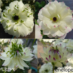 花苗□ラナンキュラス ラックスシリーズ最新品種□アポロン
