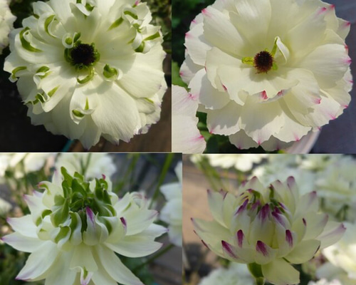 花苗□ラナンキュラス ラックスシリーズ最新品種□ペネロペ