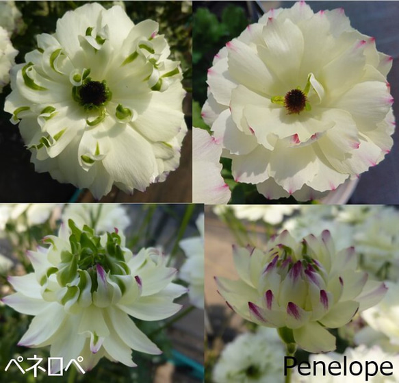 Sakurada✿■花苗ラナンキュラスラックスシリーズ■アポロン&ペネロペ New 2025年 ラナンキュラスラックス アポロンとペネロペの苗が到着しま