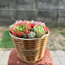 ☆送料無料☆♡そのまま飾れる♡箱庭風多肉植物寄せ植え