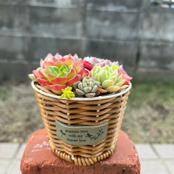 ☆送料無料☆♡そのまま飾れる♡クリスマス☆トナカイの多肉植物寄せ