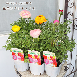 花苗 宿根 キンギョソウ シルバーピンク 2.5号ポット 四季咲き