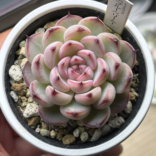 レア品種！【現品】 ☆ブルーベリームーン 多肉植物 自家繁殖 国産