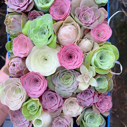 レア 多肉植物 リトープス 紫菊章玉 1.2cm 抜き苗 1株 多肉植物 愛多肉