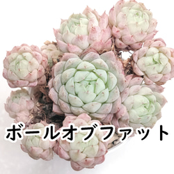 多肉植物　花月夜　抜き苗　エケベリア 花月夜 (抜き苗)【エケベリア】多肉植物 多肉植物 エケベリアSKETCH